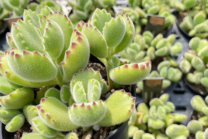 多肉植物　熊童子　熊の手