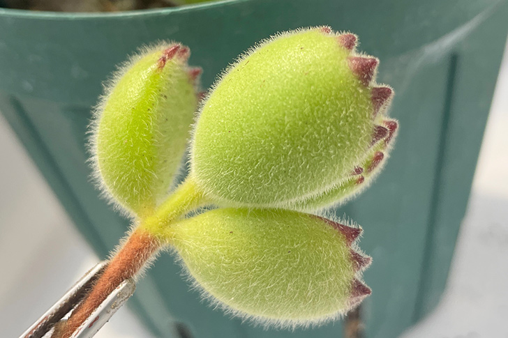 多肉植物　熊童子　熊の手