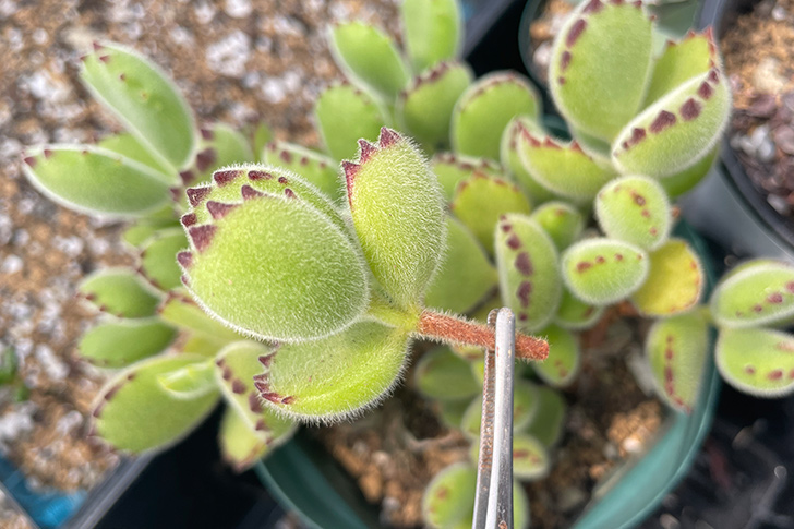 多肉植物　熊童子　熊の手