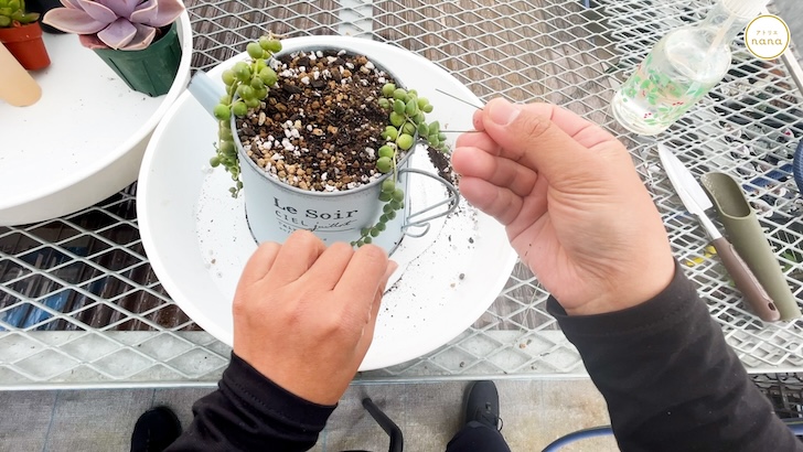 多肉植物の寄せ植えの作り方