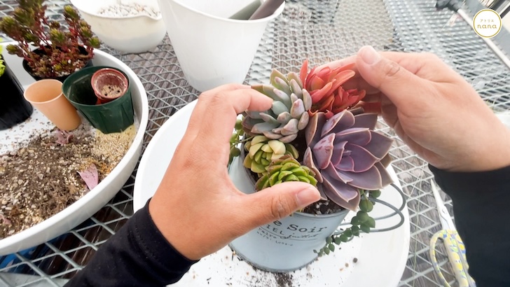 多肉植物の寄せ植えの作り方