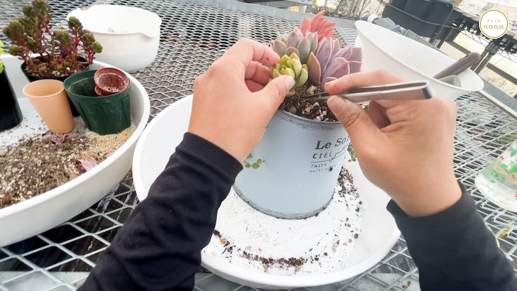 多肉植物の寄せ植えの作り方