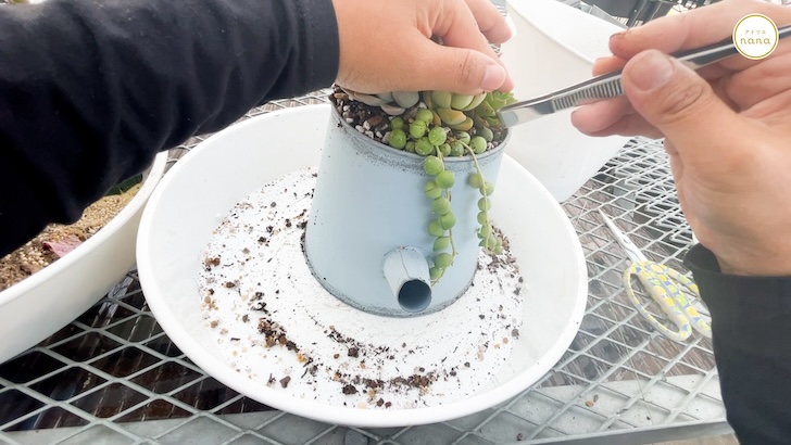 多肉植物の寄せ植えの作り方