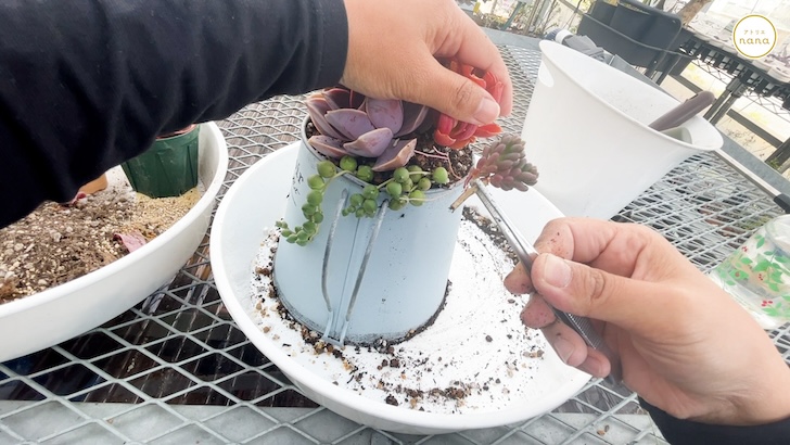 多肉植物の寄せ植えの作り方