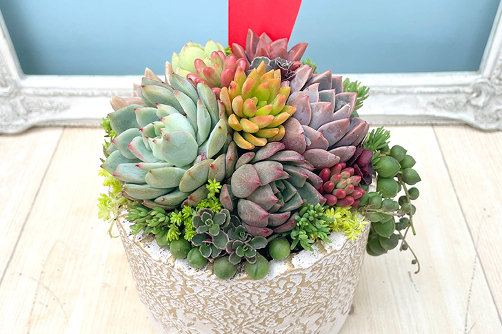 多肉植物の寄せ植え