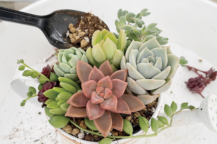 多肉植物の寄せ植え手順
