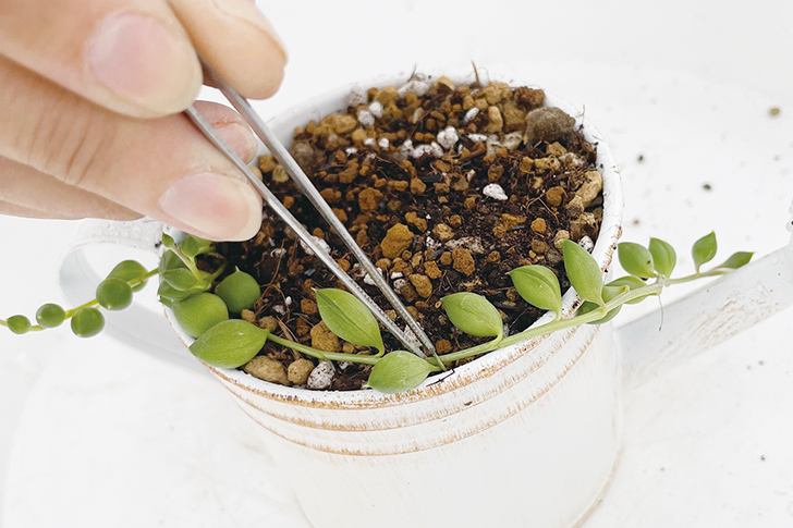 多肉植物の寄せ植え手順