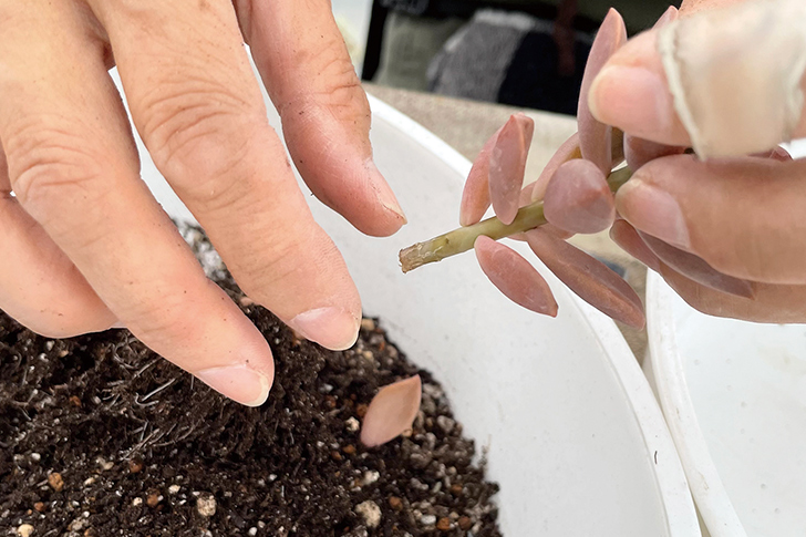 多肉植物の寄せ植え手順