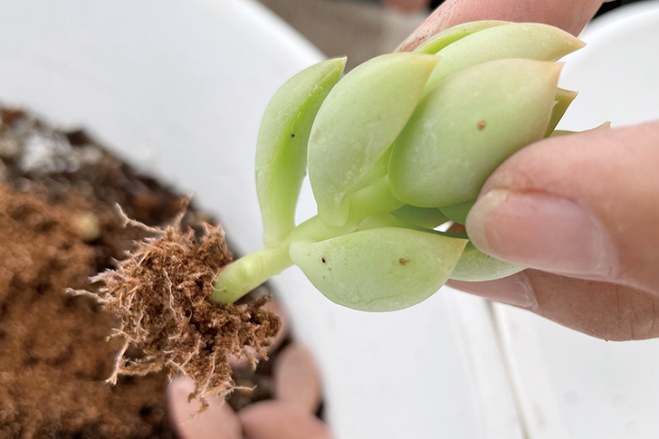 多肉植物の寄せ植え手順