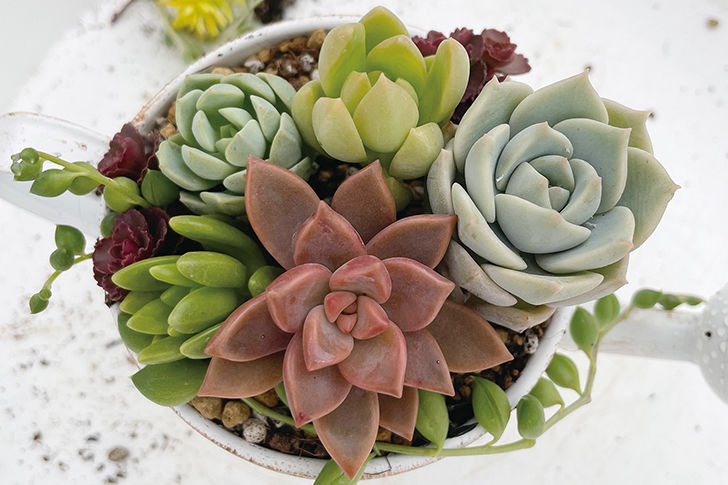 多肉植物の寄せ植え手順