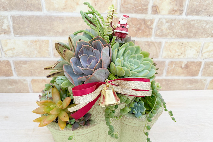 クリスマス寄せ植え