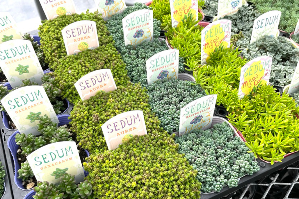 初心者でも育てやすい!人気の多肉植物の種類一覧20選|写真付きでわかりやすく解説